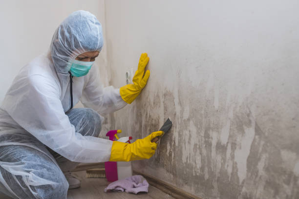 Best White Mold Remediation in Finneytown, OH
