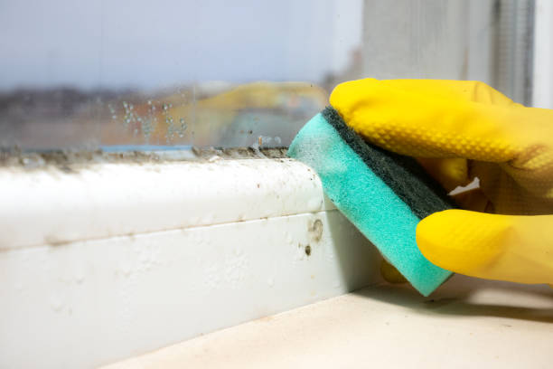 Best Residential Mold Remediation in Finneytown, OH