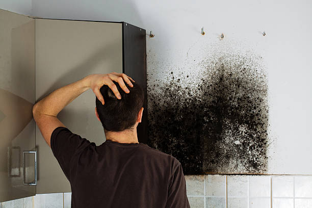 Best Kitchen Mold Remediation in Finneytown, OH